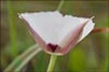 Large Flowered Star Tulip, Calochortus uniflorus