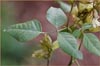 California Tea, Rupertia physodes