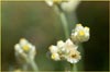 California Cudweed, Gnaphalium californicum