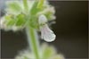 Stachys albens, White Hedge Nettle