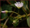 Claytonia sibirica, Candy Flower