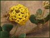 Yellow Sand Verbena, Abronia latifolia