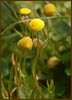 Cotula coronopifolia, Brass Buttons