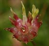 Trifolium fucatum, Bull Clover