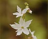 Woodland Star, Lithophragma heterophyllum