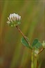 Trifolium microdon, Thimble Clover