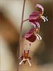 Streptanthus glandulosus, Tamalpais Jewelflower