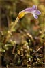 Naked Broomrape, Orobanche uniflora