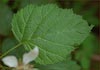 Rubus ursinus, California Blackberry