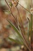 Spring Tarplant, Hemizonia congesta ssp lutescens