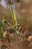 Bluehead Gilia, Gilia capitata ssp capitata
