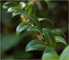 Vaccinium ovatum, Evergreen Huckleberry