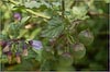 Solanum xanti, Purple Nightshade