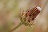 Agoseris grandiflora, California Dandelion