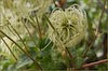 Clematis lasiantha, Pipestems