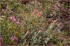 Pickeringia montana, Chaparral Pea