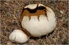 Puffball Mushroom, Lycoperdon sp