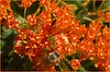 Asclepias tuberosa, Butterfly Weed