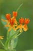Butterfly Weed, Asclepias tuberosa