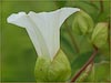 Hedge Bindweed, Convolvulus sepium