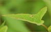 Convolvulus sepium, Hedge Bindweed