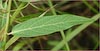 Swamp Milkweed, Asclepias incarnata