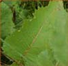 Wild Quinine, Parthenium integrifolium