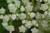 Parthenium integrifolium, Wild Quinine