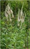 Veronicastrum virginicum, Culvers Root