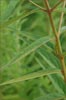 Asclepias incarnata, Swamp Milkweed