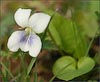 Viola nephrophylla ssp albinea, Northern Bog Violet