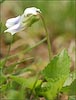 Viola nephrophylla ssp albinea, Northern Bog Violet