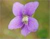 Viola nephrophylla, Northern Bog Violet
