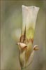 Superb Mariposa Lily, Calochortus superbus
