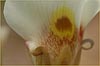 Calochortus superbus, Superb Mariposa Lily