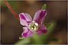 Clarkia purpurea, Winecup Clarkia