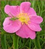 Prairie Wild Rose, Rosa arkansana
