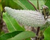 Asclepias syriaca, Common Milkweed