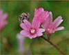 Checker Bloom, Sidalcea malvaeflora
