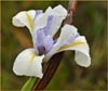Iris longipetala, Coast Iris