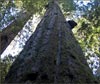 Sequoia sempervirens, Coast Redwood