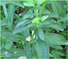 Saponaria  officinalis, Bouncing Bet